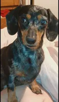 Wienerschnitzel boy 2, a male Dachshund and Shih Tzu for sale in Sierra Vista, AZ – 10 of 10