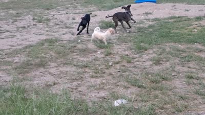 Daphne , a female Great Dane for sale in Sierra Vista, AZ – 8 of 8
