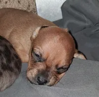 Wienerschnitzel boy, a male Dachshund for sale in Sierra Vista, AZ – 5 of 10