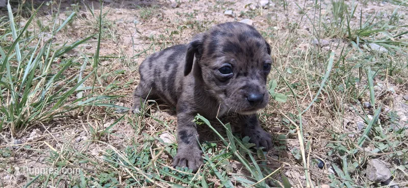 Wienerschnitzel boy 2 – Dachshund, Shih Tzu puppy for sale in Sierra Vista, AZ