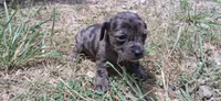 Wienerschnitzel boy 2, a male Dachshund and Shih Tzu for sale in Sierra Vista, AZ – 1 of 10