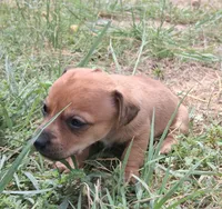 Wienerschnitzel boy, a male Dachshund for sale in Sierra Vista, AZ – 4 of 10