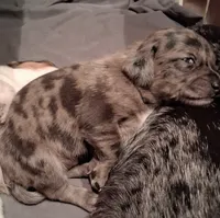 Wienerschnitzel boy 2, a male Dachshund and Shih Tzu for sale in Sierra Vista, AZ – 4 of 10