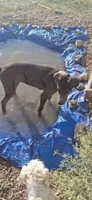 Daphne , a female Great Dane for sale in Sierra Vista, AZ – 3 of 8