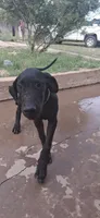 Athena , a female Great Dane for sale in Sierra Vista, AZ – 9 of 10
