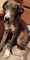 Daphne , a female Great Dane for sale in Sierra Vista, AZ – 5 of 6