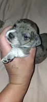 Wienerschnitzel boy 3, a male Dachshund and Shih Tzu for sale in Sierra Vista, AZ – 3 of 6