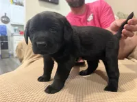 Purple, a female Labrador Retriever for sale in Greenville, NC – Photo 4 of 6