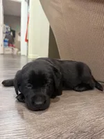 Purple, a female Labrador Retriever for sale in Greenville, NC – Photo 5 of 6