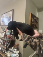 Purple, a female Labrador Retriever for sale in Greenville, NC – Photo 2 of 6