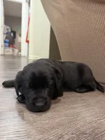 Purple, a female Labrador Retriever for sale in Greenville, NC – Photo 6 of 6