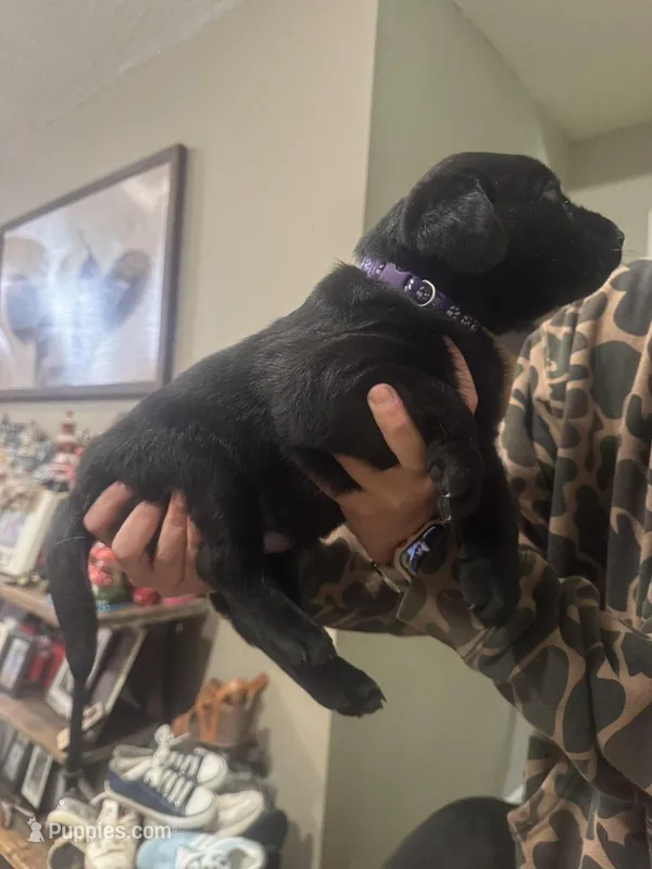 Purple – Labrador Retriever puppy for sale in Greenville, NC