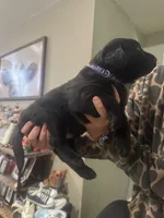 Purple, a female Labrador Retriever for sale in Greenville, NC – Photo 1 of 6