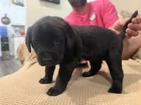 Purple, a female Labrador Retriever for sale in Greenville, NC – Photo 3 of 6
