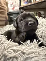 Pink, a female Labrador Retriever for sale in Greenville, NC – Photo 4 of 6