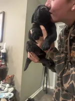 Pink, a female Labrador Retriever for sale in Greenville, NC – Photo 3 of 6