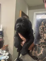 Pink, a female Labrador Retriever for sale in Greenville, NC – Photo 2 of 6