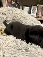 Pink, a female Labrador Retriever for sale in Greenville, NC – Photo 5 of 6