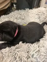 Pink, a female Labrador Retriever for sale in Greenville, NC – Photo 6 of 6