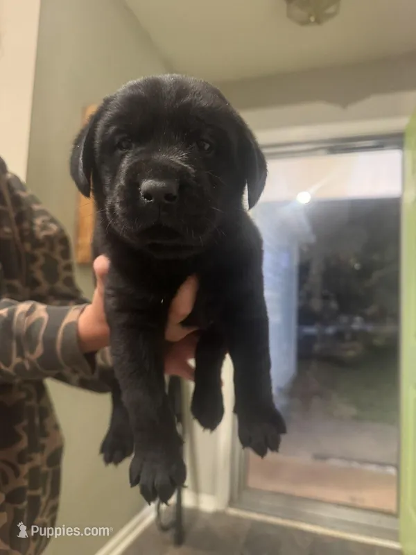 Pink – Labrador Retriever puppy for sale in Greenville, NC