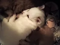 Luke, a male Pomeranian for sale in Winfield, KS – Photo 2 of 4