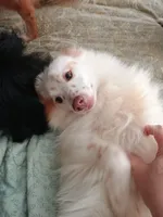 Luke, a male Pomeranian for sale in Winfield, KS – Photo 4 of 4