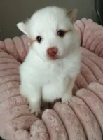 Luke, a male Pomeranian for sale in Winfield, KS – Photo 3 of 4