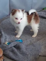 Timmy, a male Pomeranian for sale in Winfield, KS – Photo 4 of 6