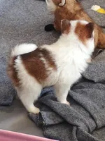 Timmy, a male Pomeranian for sale in Winfield, KS – Photo 5 of 6