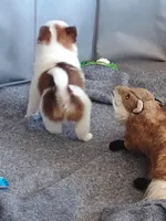 Timmy, a male Pomeranian for sale in Winfield, KS – Photo 6 of 6