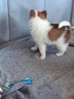 Timmy, a male Pomeranian for sale in Winfield, KS – Photo 2 of 6