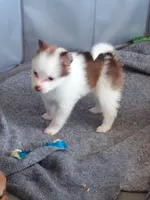 Timmy, a male Pomeranian for sale in Winfield, KS – Photo 1 of 6