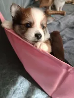 Sebastian, a male Pomeranian for sale in Winfield, KS – Photo 3 of 3