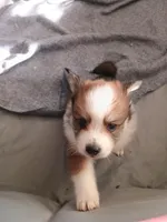 Sebastian, a male Pomeranian for sale in Winfield, KS – Photo 2 of 3