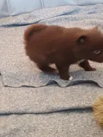 Grace , a female Pomeranian for sale in Winfield, KS – Photo 4 of 5