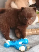 Grace , a female Pomeranian for sale in Winfield, KS – Photo 1 of 5