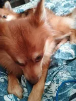 Miss Cinnamon, a female Pomeranian for sale in Winfield, KS – Photo 4 of 6