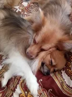 Miss Cinnamon, a female Pomeranian for sale in Winfield, KS – Photo 6 of 6