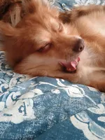 Miss Cinnamon, a female Pomeranian for sale in Winfield, KS – Photo 5 of 6