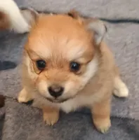 Sophie , a female Pomeranian for sale in Winfield, KS – Photo 2 of 3