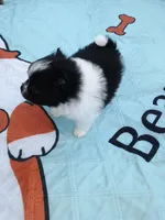 Moon, a female Pomeranian for sale in Winfield, KS – Photo 6 of 6