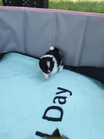 Moon, a female Pomeranian for sale in Winfield, KS – Photo 5 of 6