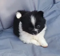 Moon, a female Pomeranian for sale in Winfield, KS – Photo 1 of 6