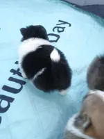 Moon, a female Pomeranian for sale in Winfield, KS – Photo 4 of 6