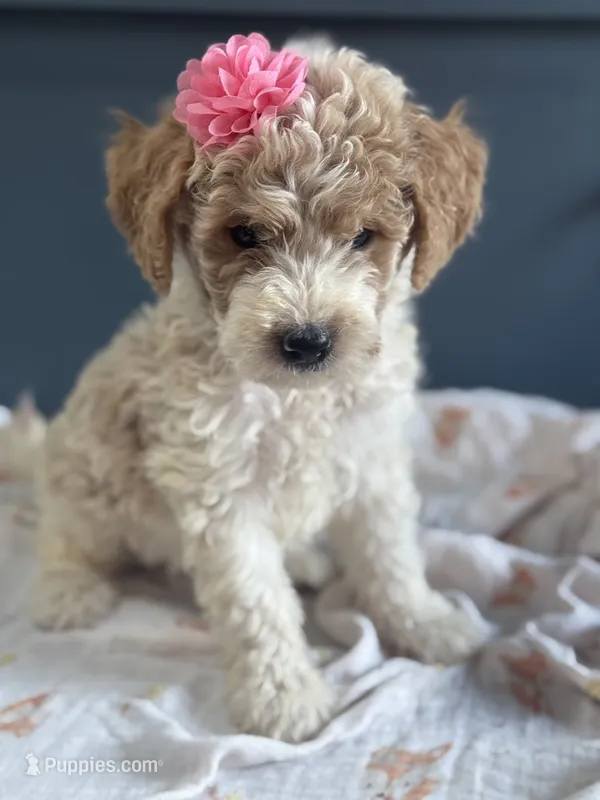 Daisy 1084 – Miniature Goldendoodle puppy for sale in Cabool, MO