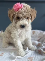 Daisy 1084, a female Miniature Goldendoodle for sale in Cabool, MO – 1 of 2