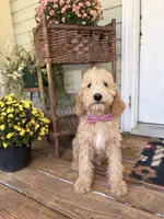 Dexter 8633, a male Miniature Goldendoodle for sale in Cabool, MO – 2 of 3