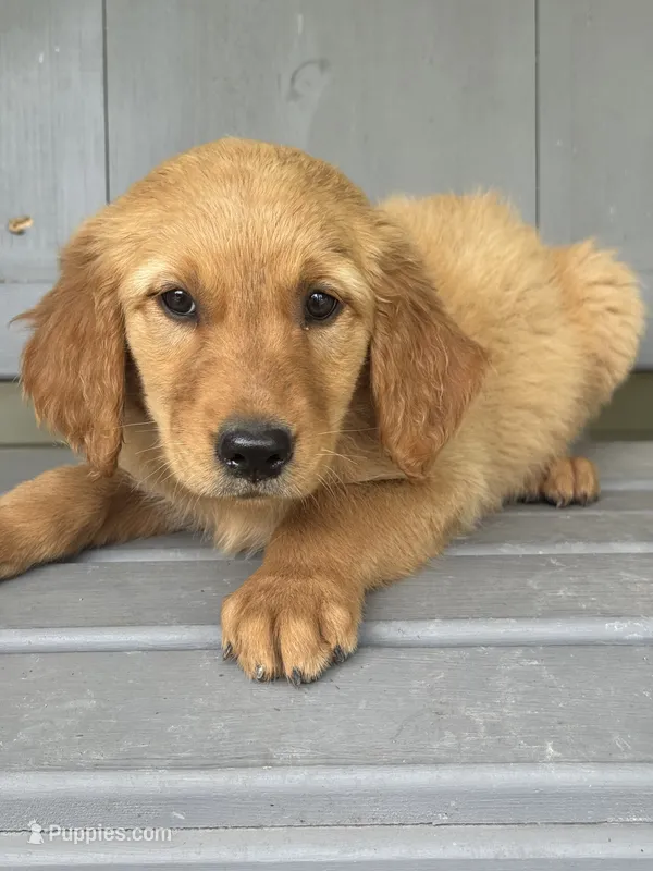Jolene purple – Golden Retriever puppy for sale in Cabool, MO