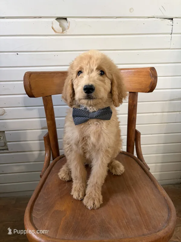 Albert 9959 – Goldendoodle puppy for sale in Cabool, MO