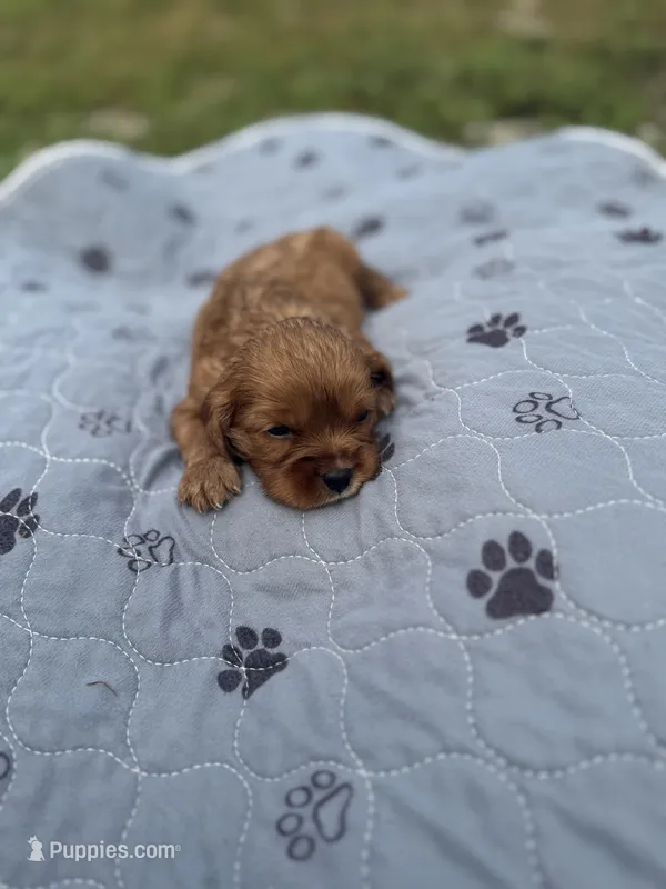Ronnie 0572 – Cavalier King Charles Spaniel puppy for sale in Cabool, MO
